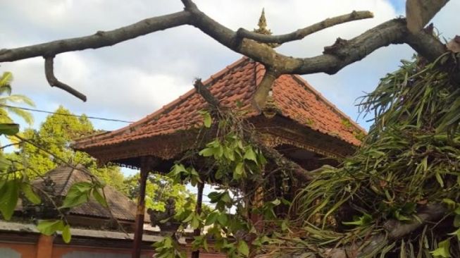 Bruk! Pelinggih Pura di Abiansemal Rusak Berat Tertimpa Pohon Tumbang