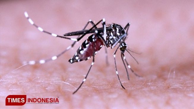 Dinas Kesehatan Yogyakarta Ingatkan Masyarakat Waspadai DBD