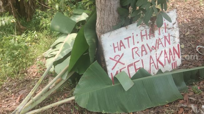 Viral, Jalan Raya Kresek Tangerang Rusak, Warga Sampai Pasang Pohon Pisang