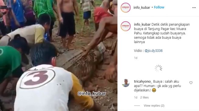 Heboh Penangkapan Buaya di Muara Pahu, Publik: Hampir Sebesar Om Aku