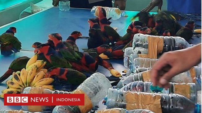 Suara Burung Nuri di Botol Gagalkan Penyelundupan Puluhan Satwa dari Papua