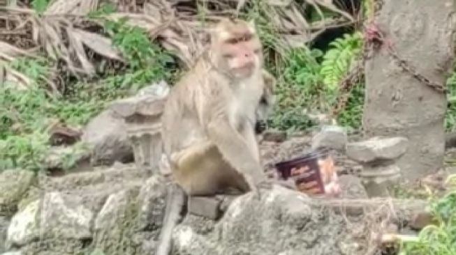 Monyet ekor panjang berkeliaran di perkampungan di Desa Sucen, Kecamatan Salam, Magelang. Mereka turun diduga karena meningkatnya aktivitas vulkanik Gunung Merapi. (Koleksi pribadi Sri Andarwati).