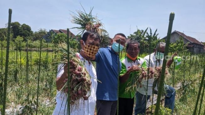 Olah Produk Pascapanen, Pendapatan Petani Kalasan Naik 200 Persen