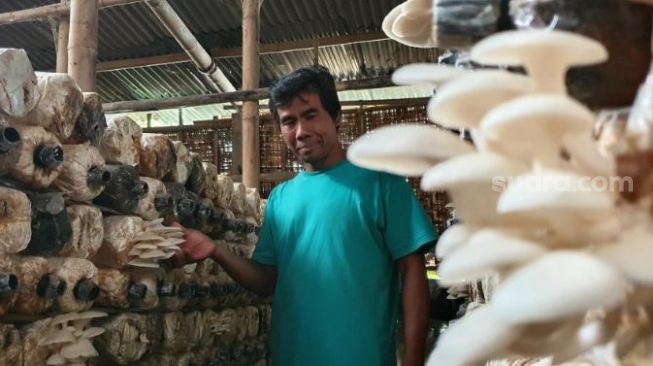 Sumedi Purbo menunjukkan tempat budi daya jamur miliknya di Grogol, Umbulharjo, Cangkringan, Sleman, Senin (23/11/2020). - (SuaraJogja.id/Hiskia Andika)