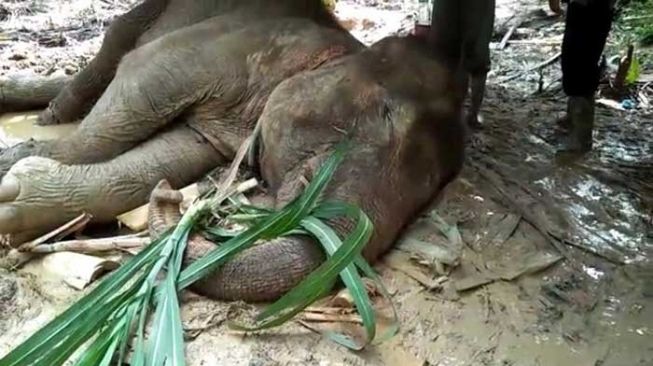 Ya Tuhan! Gajah Berumur 25 Tahun Ditemukan Mati di CRU Aceh Utara