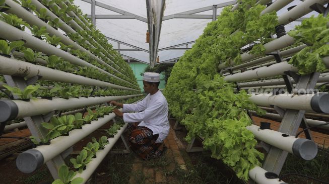 Santri merawat sayuran hidroponik di Kebun Gizi Hidroponik Pesantren Hidayatullah Depok, Jawa Barat, Selasa (24/11/2020). [Suara.com/Angga Budhiyanto]