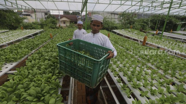 Santri memanen sayuran hidroponik di Kebun Gizi Hidroponik Pesantren Hidayatullah Depok, Jawa Barat, Selasa (24/11/2020). [Suara.com/Angga Budhiyanto]