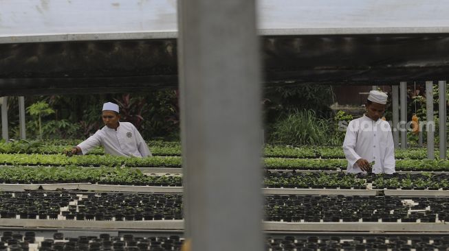 Santri merawat sayuran hidroponik di Kebun Gizi Hidroponik Pesantren Hidayatullah Depok, Jawa Barat, Selasa (24/11/2020). [Suara.com/Angga Budhiyanto]