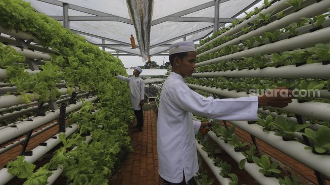 Santri merawat sayuran hidroponik di Kebun Gizi Hidroponik Pesantren Hidayatullah Depok, Jawa Barat, Selasa (24/11/2020). [Suara.com/Angga Budhiyanto]