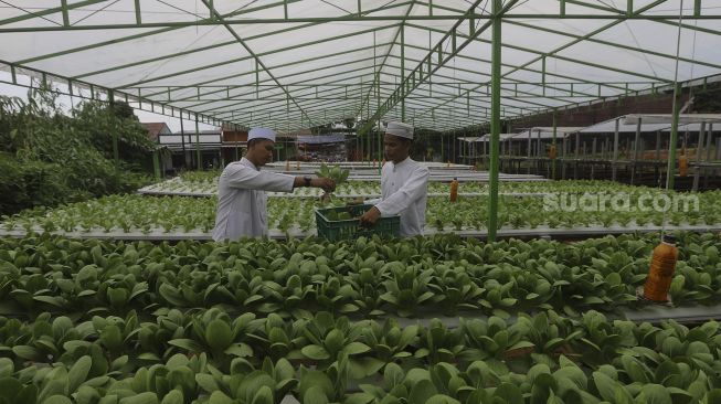 Santri memanen sayuran hidroponik di Kebun Gizi Hidroponik Pesantren Hidayatullah Depok, Jawa Barat, Selasa (24/11/2020). [Suara.com/Angga Budhiyanto]