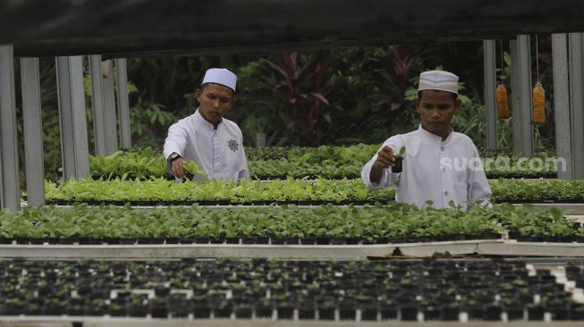 Santri merawat sayuran hidroponik di Kebun Gizi Hidroponik Pesantren Hidayatullah Depok, Jawa Barat, Selasa (24/11/2020). [Suara.com/Angga Budhiyanto]