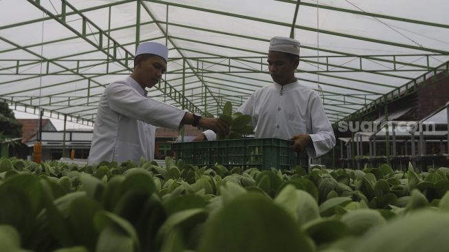 Santri memanen sayuran hidroponik di Kebun Gizi Hidroponik Pesantren Hidayatullah Depok, Jawa Barat, Selasa (24/11/2020). [Suara.com/Angga Budhiyanto]