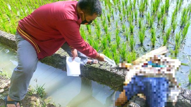 Innalillahi! Nenek Sutikah Tergeletak Kaku di Sawah Tersengat Jebakan Tikus