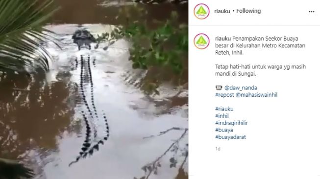 Heboh Penampakan Buaya Asyik Telusuri Sungai. (Instagram/riauku)