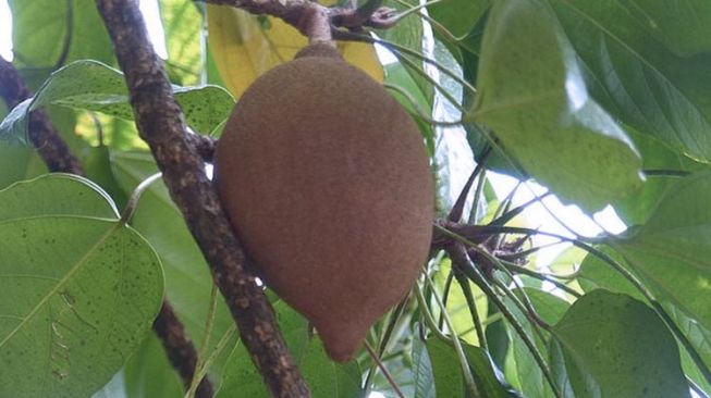 Buah Kepayang, Si Hitam yang Bikin Mabuk
