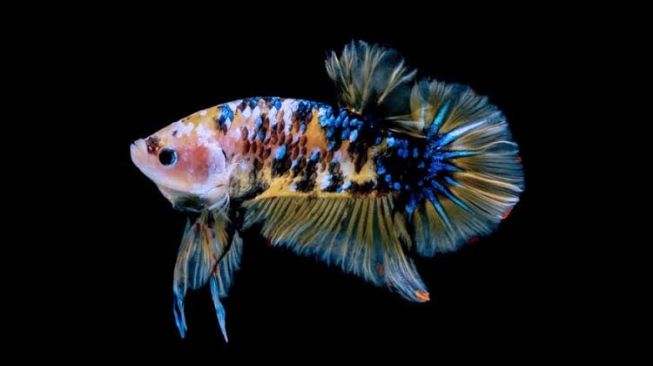 Tips Merawat Ikan Cupang Agar Tak Cepat Mati