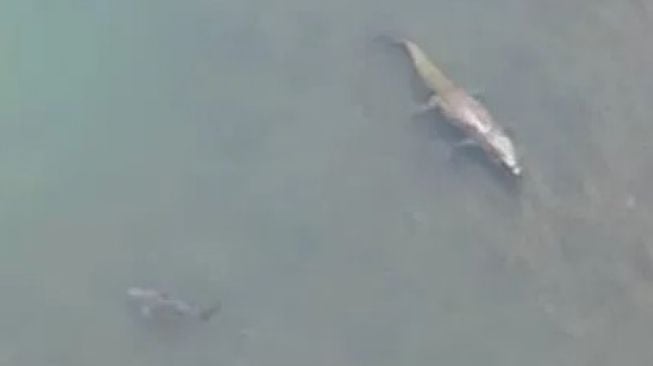 Seekor buaya dan ikan hiu berhadapan di sebuah sungai di Australia Barat.[YouTube]