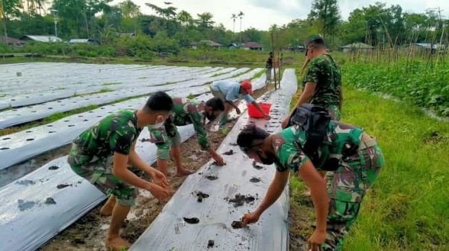 Personel Satgas Yonif RK 744/SYB Pos Dafala Bantu Warga Menanam Tomat