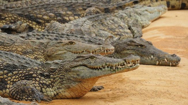 Viral Dua Buaya Besar Muncul di Pantai Anyer Buat Wisatawan yang Sedang Berenang Geger