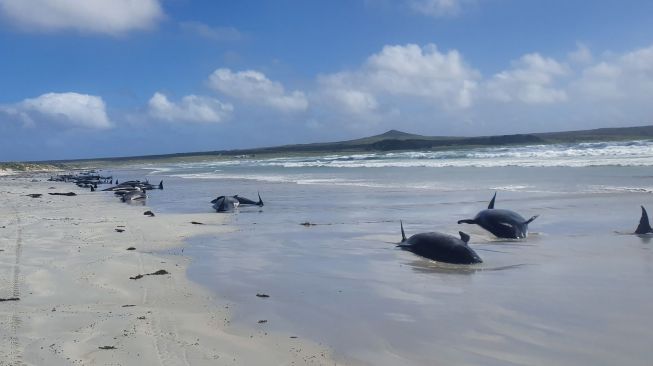 Terjadi Lagi, 100 Paus Pilot Terdampar di Pulau Terpencil Samudra Hindia