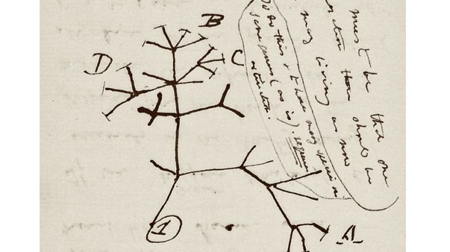 Sketsa ikonik Three of Life dari Charles Darwin [Charles Darwin/University of Cambridge via Science Alert].