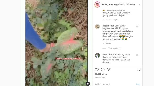 Viral Video Gadis Injak-injak Tanaman, Publik: Fokus ke Sandalnya Gaes