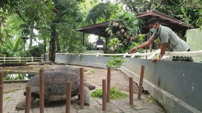 Petugas Kebun Binatang Gembira Loka memberikan makan kepada satwa-satwa di kandang, Jumat (27/11/2020). - (SuaraJogja.id/Hiskia Andika)