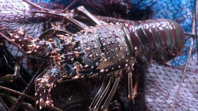 Kiara: Sejak Awal, Izin Ekspor Benih Lobster Sangat Bermasalah 