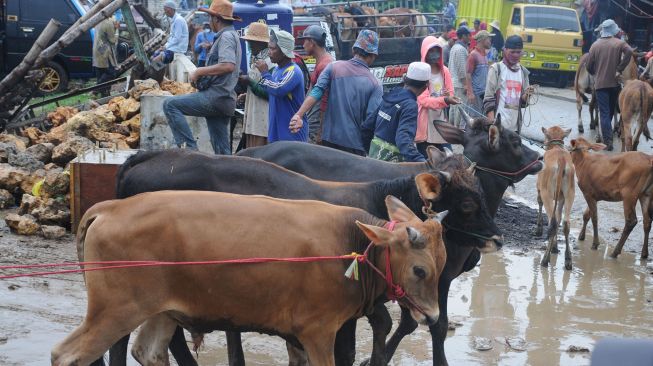 Pedagang menunggui sapi dagangannya, di Pasa Keppo, Pamekasan, Jawa Timur, Sabtu (28/11/2020). [ANTARA FOTO/Saiful Bahri]

