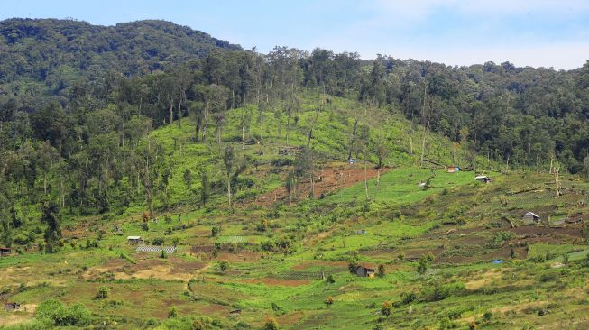 Areal perladangan ilegal dalam kawasan Taman Nasional Kerinci Seblat (TNKS) terlihat dari Desa Kebun Baru, Kerinci, Jambi, Minggu (29/11/2020). [ANTARA FOTO/Wahdi Septiawan]