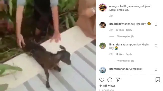 Video penyelamatan seekor anak kambing di semak belukar. - (Instagram/@energisolo)