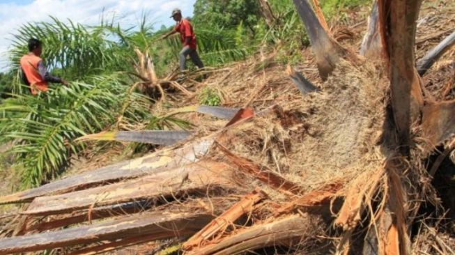 Kebun Warga Aceh Porak Poranda Diamuk Kawanan Gajah