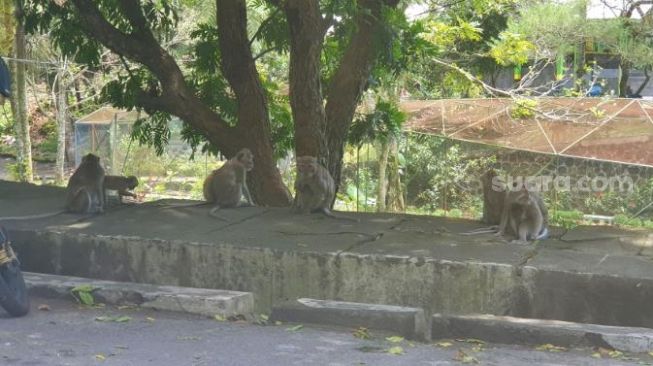 Satwa Liar Merapi Turun, TNGM: Diganggu Saja Tak Boleh, apalagi Ditangkap