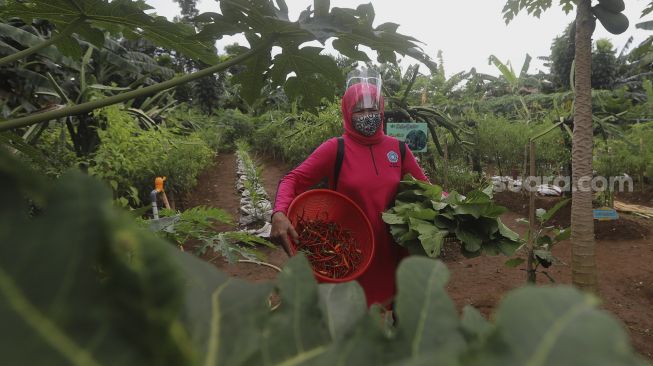 Warga mengambil hasil pertanian saat panen serentak di Susia Garden, Kalibata, Jakarta, Senin (30/11/2020). [Suara.com/Angga Budhiyanto]