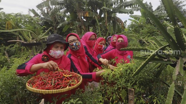 Sejumlah warga mengambil hasil pertanian saat panen serentak di Susia Garden, Kalibata, Jakarta, Senin (30/11/2020). [Suara.com/Angga Budhiyanto]