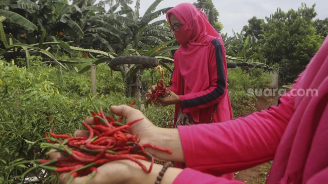 Warga mengambil hasil pertanian saat panen serentak di Susia Garden, Kalibata, Jakarta, Senin (30/11/2020). [Suara.com/Angga Budhiyanto]