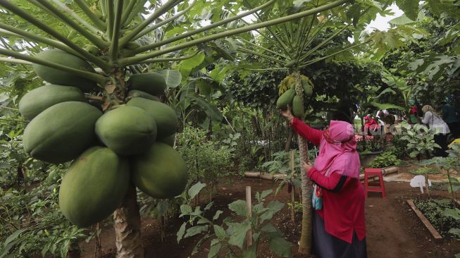 Warga mengambil hasil pertanian saat panen serentak di Susia Garden, Kalibata, Jakarta, Senin (30/11/2020). [Suara.com/Angga Budhiyanto]