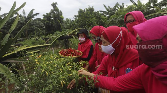 Sejumlah warga mengambil hasil pertanian saat panen serentak di Susia Garden, Kalibata, Jakarta, Senin (30/11/2020). [Suara.com/Angga Budhiyanto]