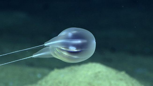 Mirip Alien, Ilmuwan Temukan Spesies Baru Ubur-ubur di Laut Dalam