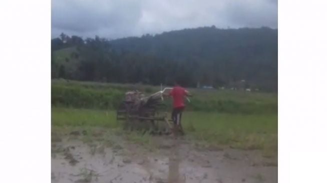 Salut! Viral Video Bocah 8 Tahun di Palopo Tunggangi Traktor Gantikan Ayah