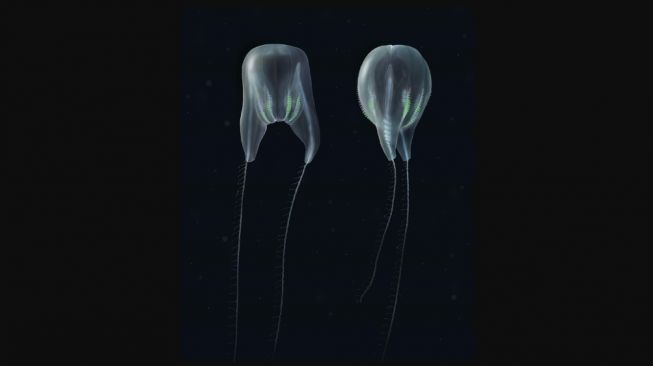 Spesies baru ubur-ubur, Duobrachium sparksae. [NOAA]