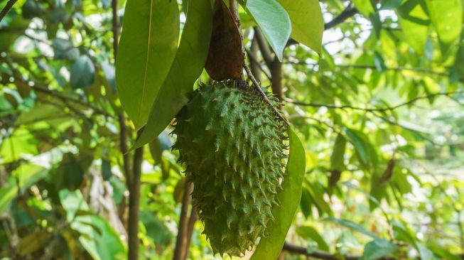 5 Manfaat Daun Sirsak sebagai Antioksidan hingga Lawan Sel Kanker Tubuh