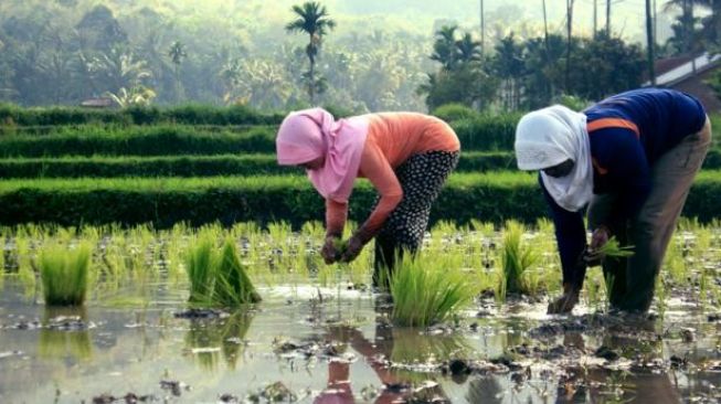 DPR: Kembalikan Fungsi Bulog sebagai Lembaga Pengendali Pangan