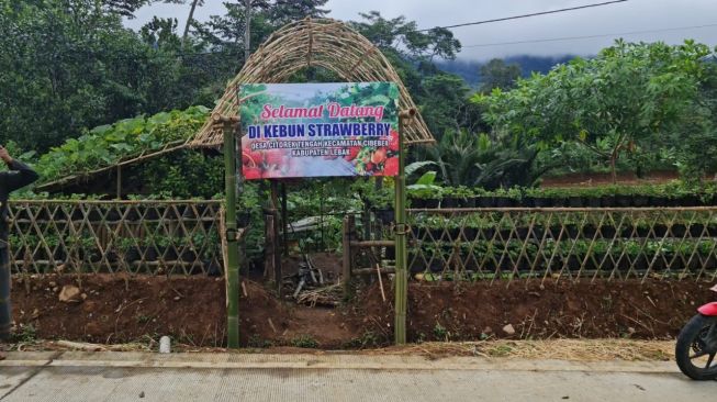 Hore! Lebak Punya Kebun Strawberry dan Agrowisata Durian