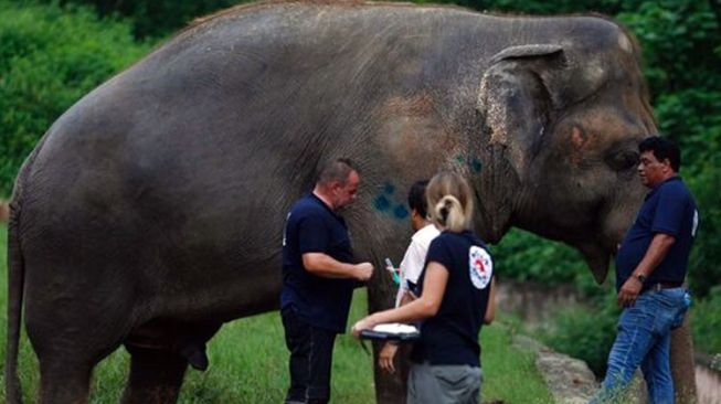Kaavan, Gajah Paling Kesepian di Dunia Telah Dipindahkan ke Kamboja