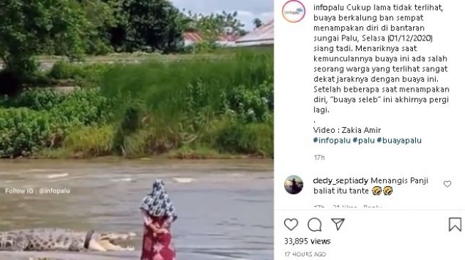 Buaya berkalung ban kembali muncul ditemani wanta berhijab. (Instagram/@infopalu)