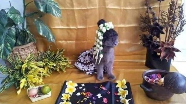 Viral Foto Kucing Cosplay Acara Siraman, Gemasnya Keterlaluan