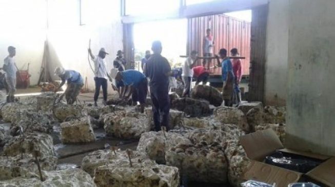 Petani Karet Kuansing Bergairah Harga  Lelang Tembus Rp 10 