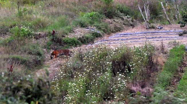 Seekor harimau sumatera (Panthera tigris sumatrae) berada di kebun warga di Nagari Simpang Tanjung Nan Ampek, Kecamatan Danau Kembar, Kabupaten Solok, Sumatera Barat, Kamis (3/12/2020).   [ANTARA FOTO/Iggoy el Fitra]