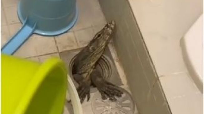 Bikin Parno! Viral Biawak Muncul di Lubang WC saat Musim Hujan